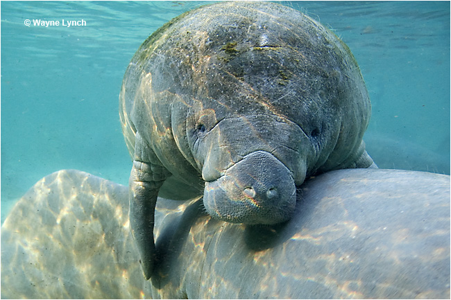 Manatee mother and calf by Dr. Wayne Lynch ©